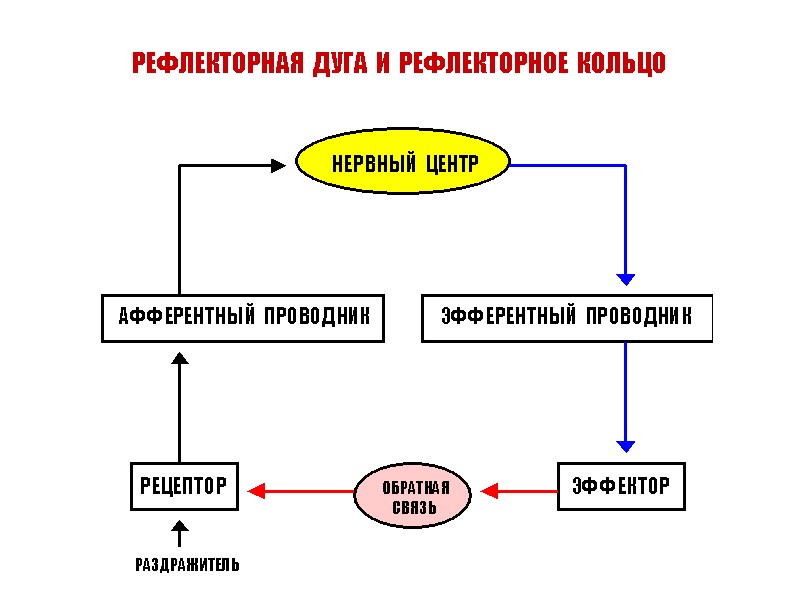 РЕФЛЕКТОРНАЯ  ДУГА  И  РЕФЛЕКТОРНОЕ  КОЛЬЦО